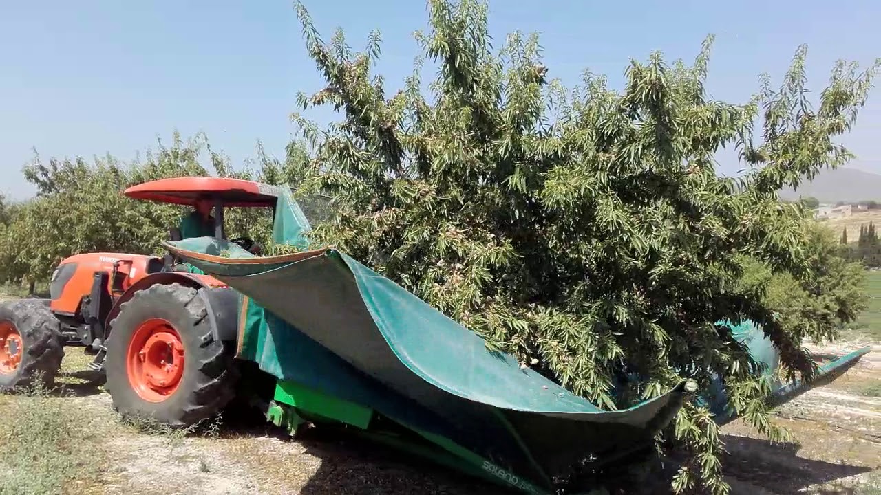 Recolección de Penta®. El almendro más productivo.