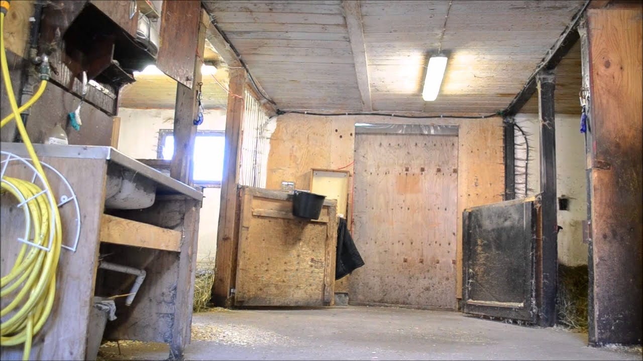 Kort film - halvdag i stallet