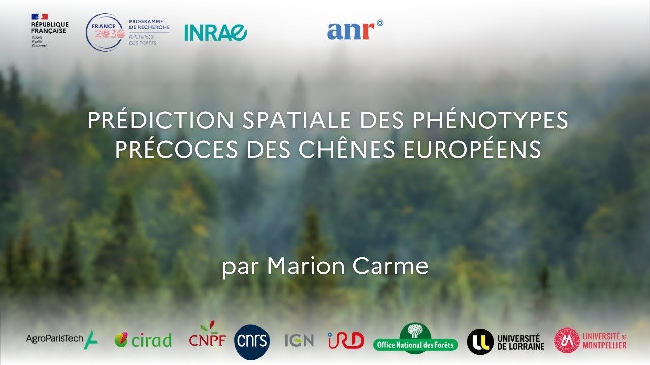 Vid&eacute;o de Marion Carme sur la pr&eacute;diction spatiale des ph&eacute;notypes pr&eacute;coces des ch&ecirc;nes europ&eacute;ens