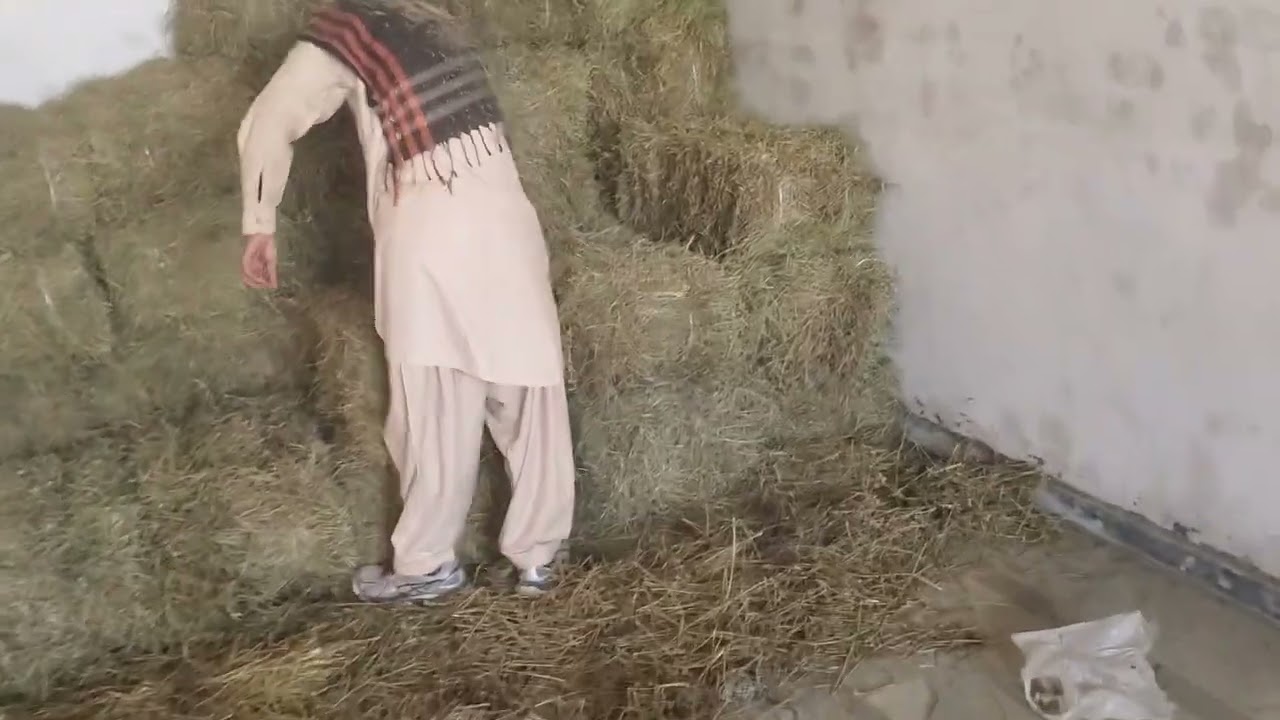 alfalfa hay in Rawalpindi isb available for sale 03220966288