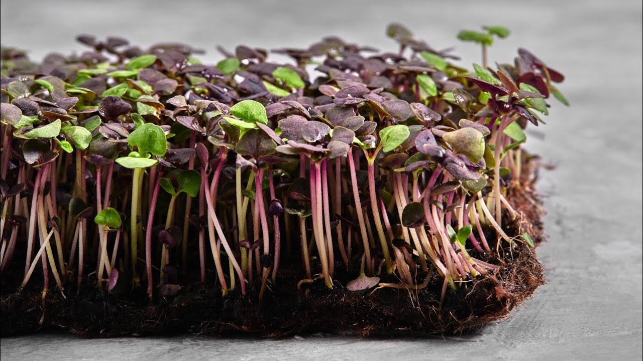 Mikrogrønt eller microgreen dyrking på 12 dager ved bruk av jord. Mestrerhagen.no