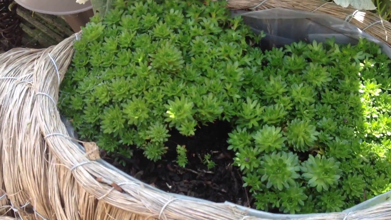 Propagating Alpine Saxifrage