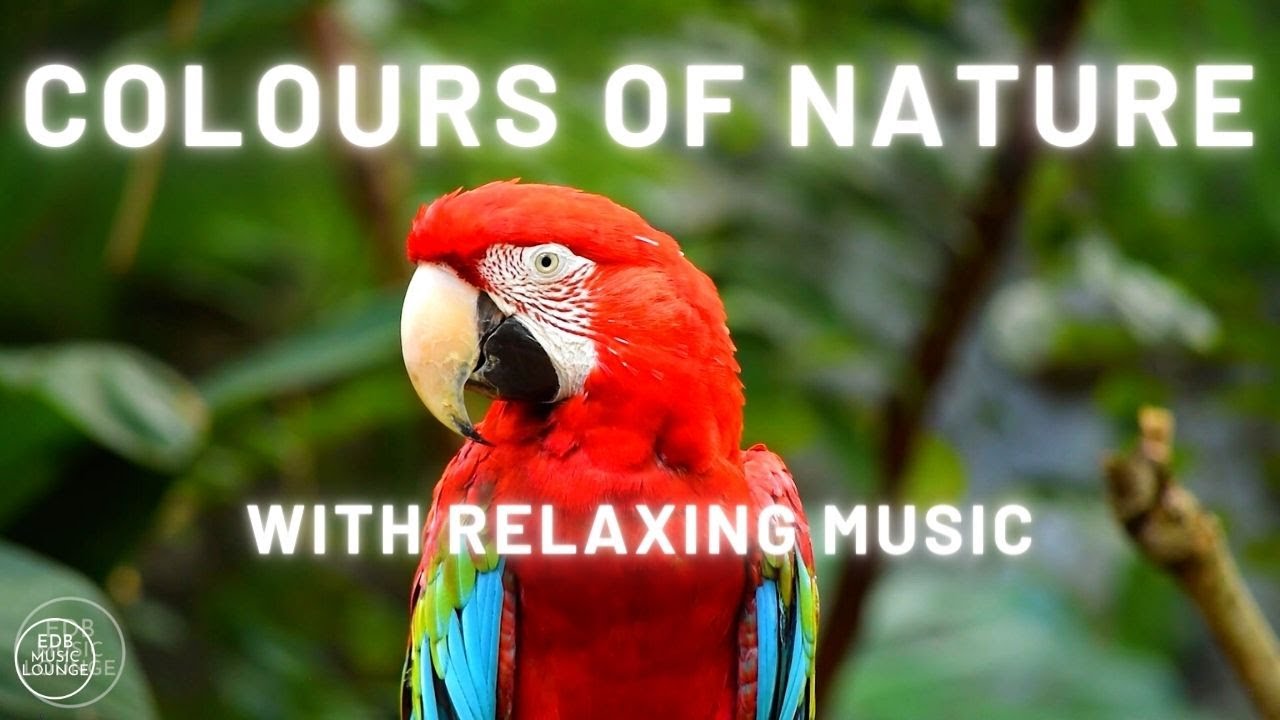 Colours of Nature With Nature & Sleep Relax Music | EDB Music Lounge