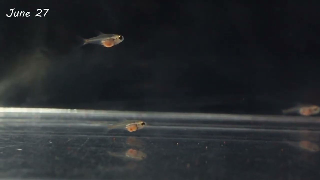 Glow Light Tetra Fry Growing Time Lapse