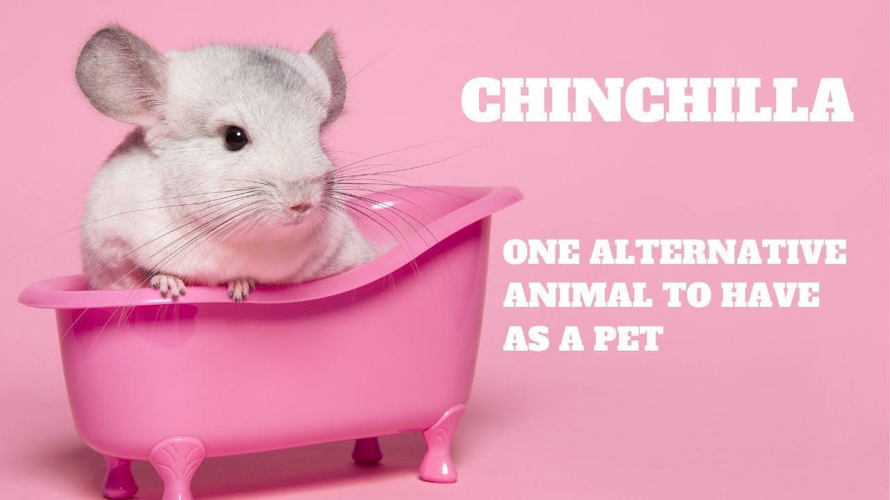 Chinchilla 🐭 One Alternative Animal To Have As A Pet