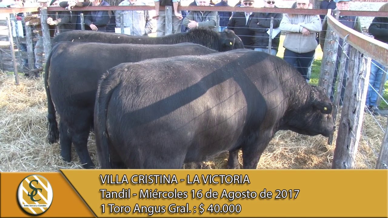 16-08-17 Venta de Toros Angus - La Victoria y Villa Cristina - Tandil.