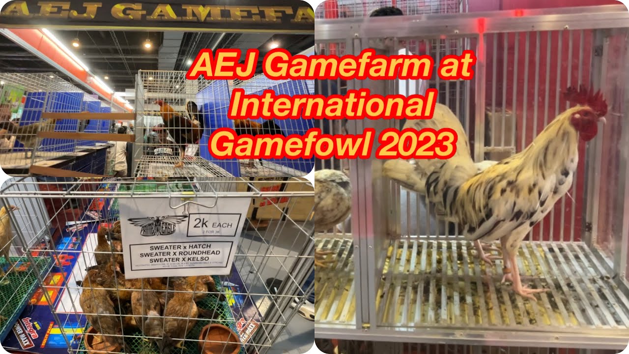 AEJ Gamefarm  sa International Gamefowl 2023| Torneo Brotherhood , NICBA