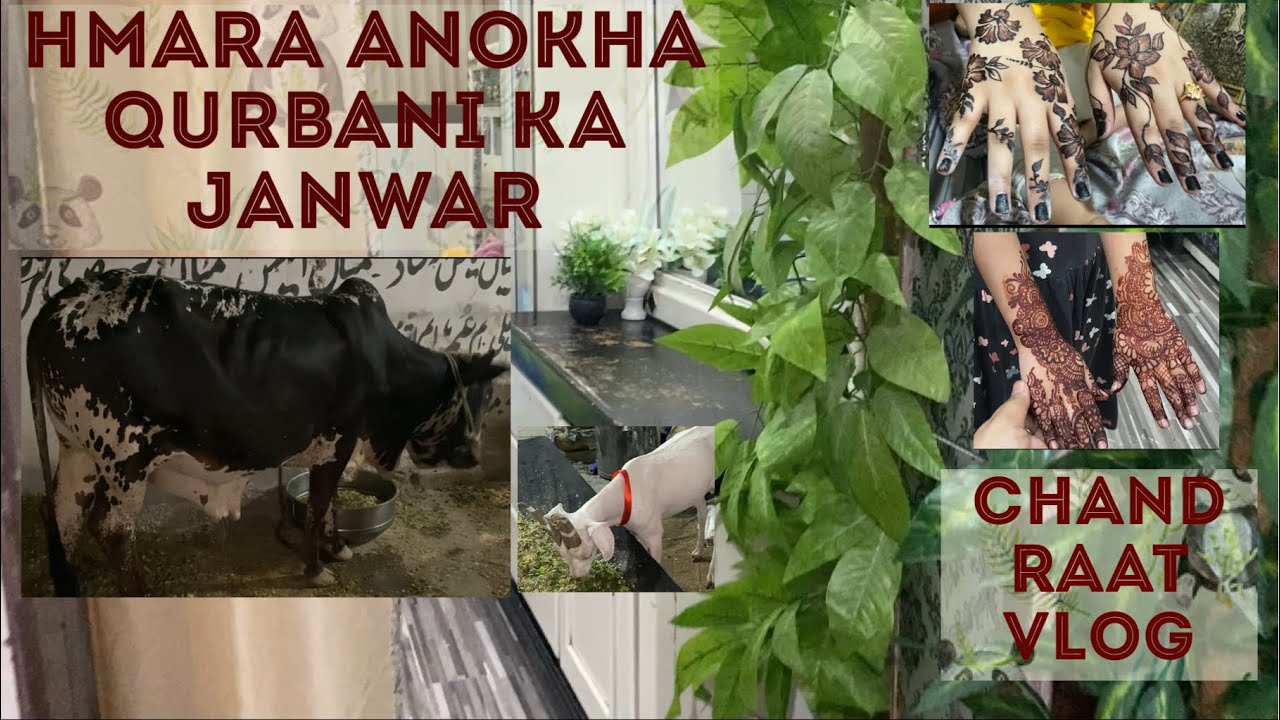 Hmara anokha qurbani ka janwar || Chand raat vlog… @HappinessWithKiraNaji 