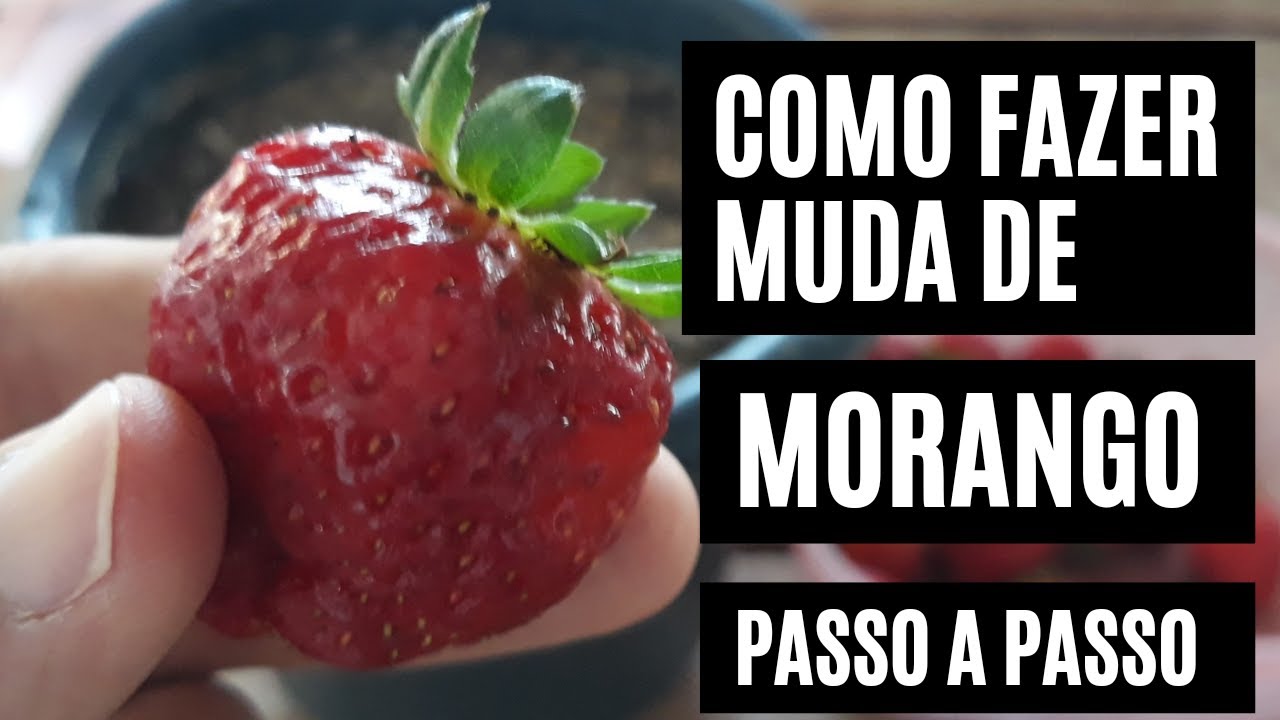 COMO FAZER MUDAS DE MORANGO PELA FRUTA