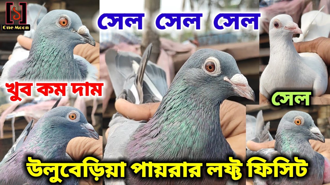 উলুবেড়িয়া পায়রার লফ্ট ফিসিট | Uluberia Pigeon Loft Visit @OneMoon1 