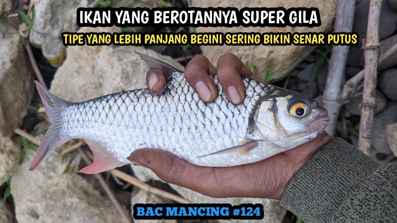 RANGKAIAN MANCING JAHAT UMPAN KLENTHENG REBUS