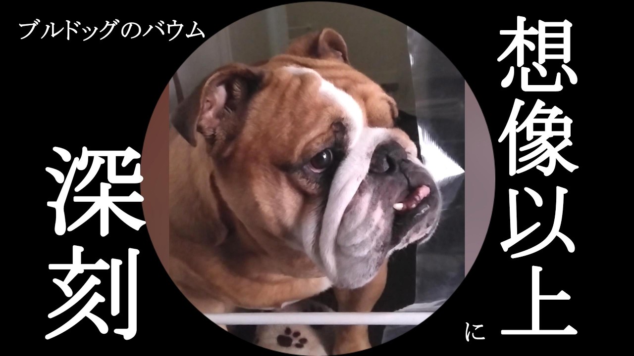 【実録】バウムの精密検査の結果。そして、私たちが受け止めた現実
