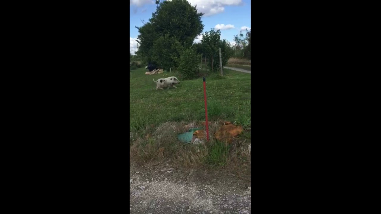 Une laie s'invite dans les jardins &agrave; Torsac