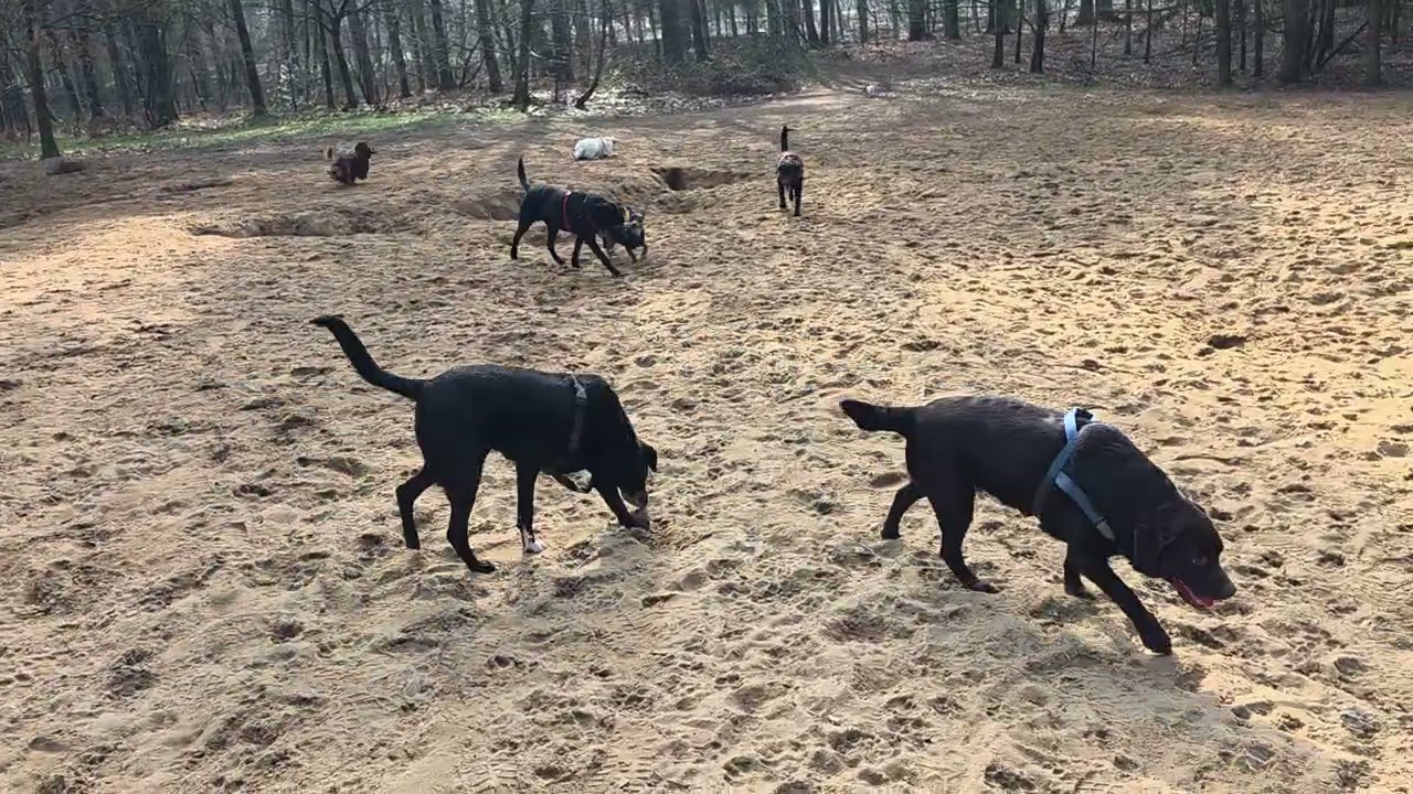 Hotdogs hondenuitlaatservice Apeldoorn 9 maart 2026