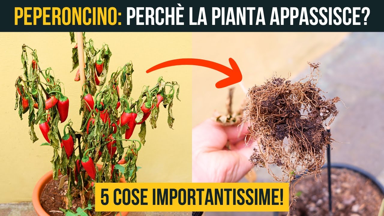 Perché Le Foglie del Peperoncino Si Seccano? Soluzioni e Rimedi 🌶️ 🫑