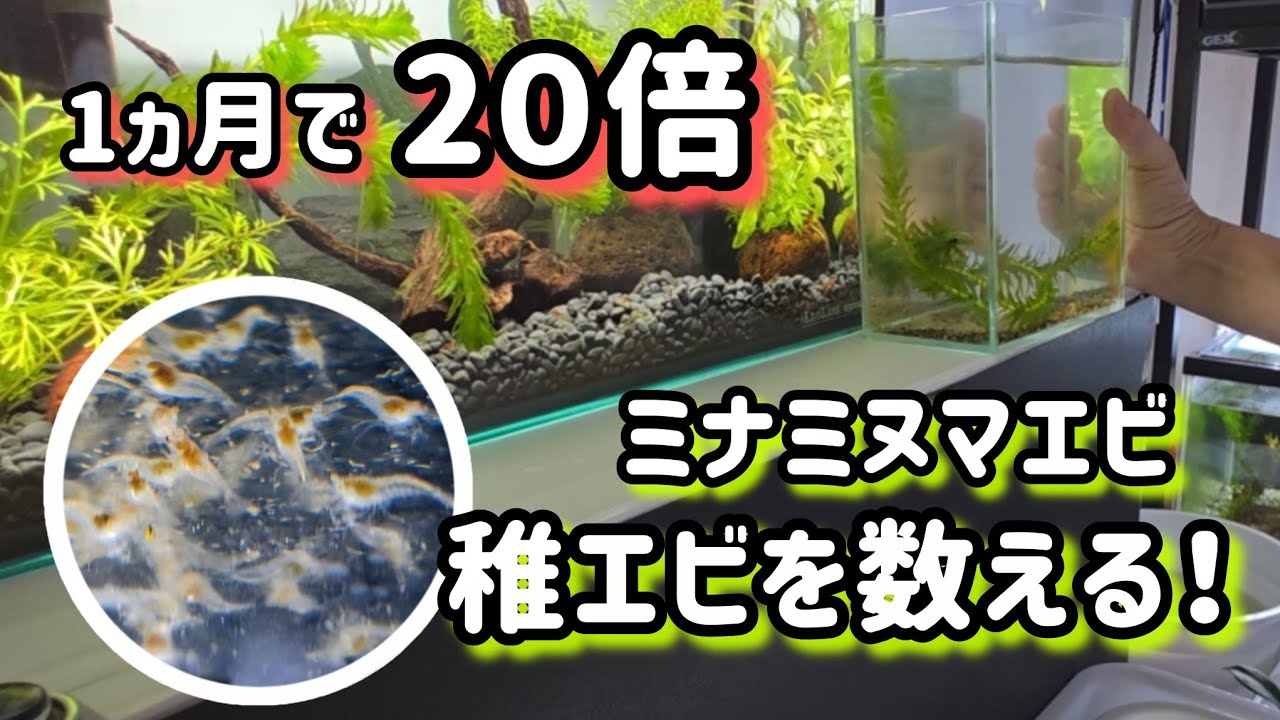 【ミナミヌマエビ】メダカに食べられないで育ったら何倍に増える？