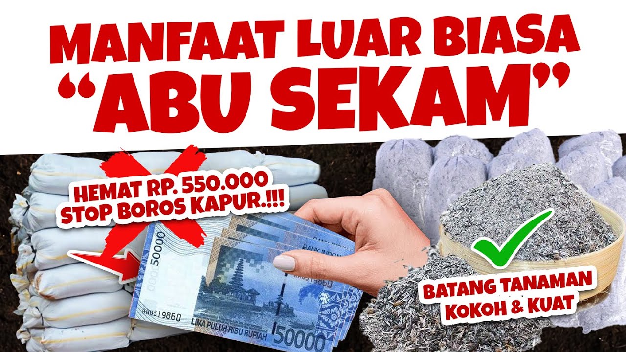 BATANG TANAMAN KUAT & KOKOH.❗❗❗  MANFAAT LUAR BIASA ABU SEKAM PADI, STOP BOROS KAPUR DOLOMIT