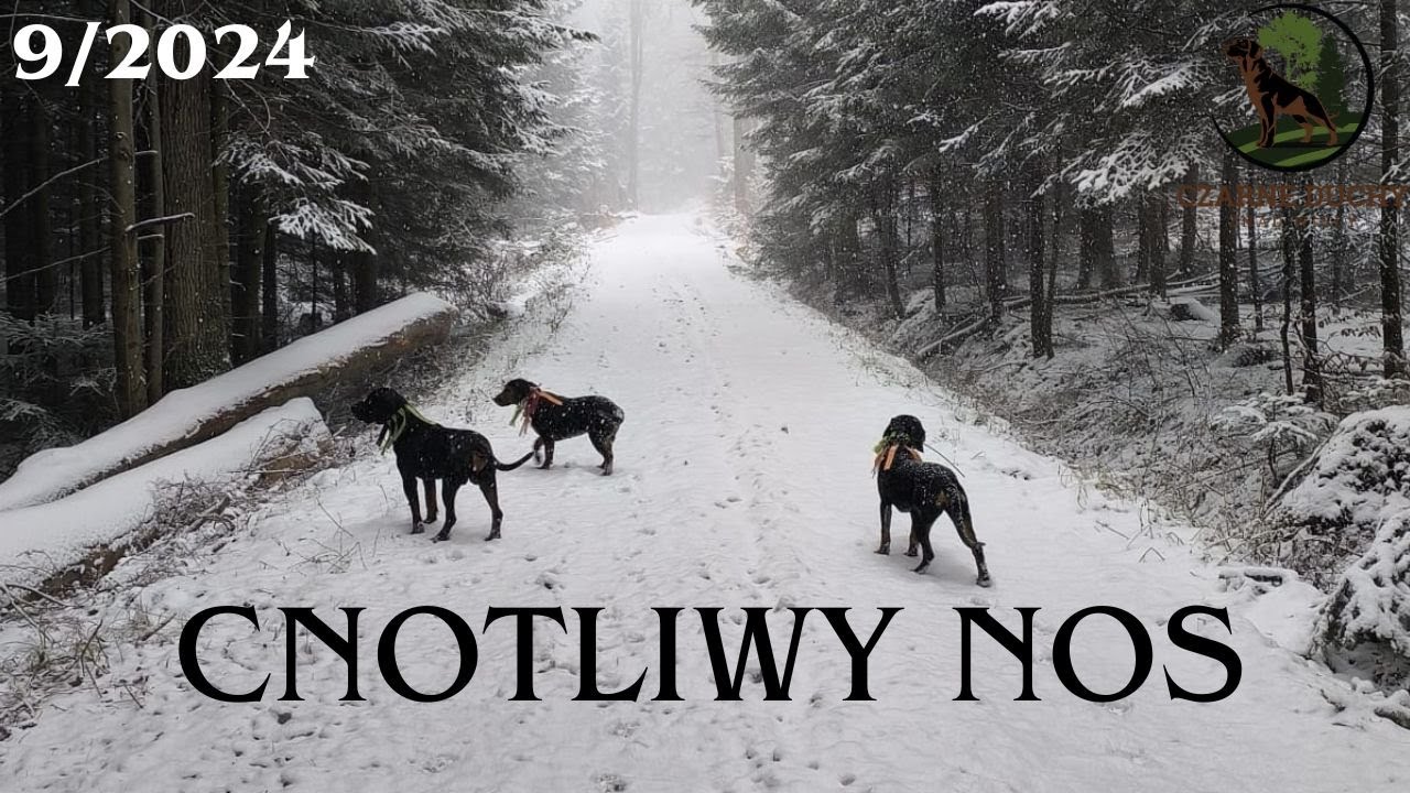 HIT-NOWY CYKL ODCINKÓW. Moje życie z Gończymi Polskimi.CZARNE DUCHY ZNAD WISŁY FCI. 9/2024 #hunting.