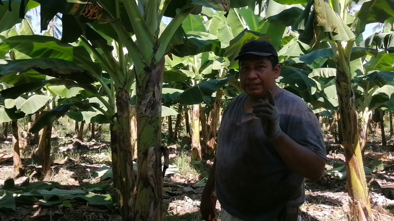 SIGATOKA PRODUCTOS MANCOZEB