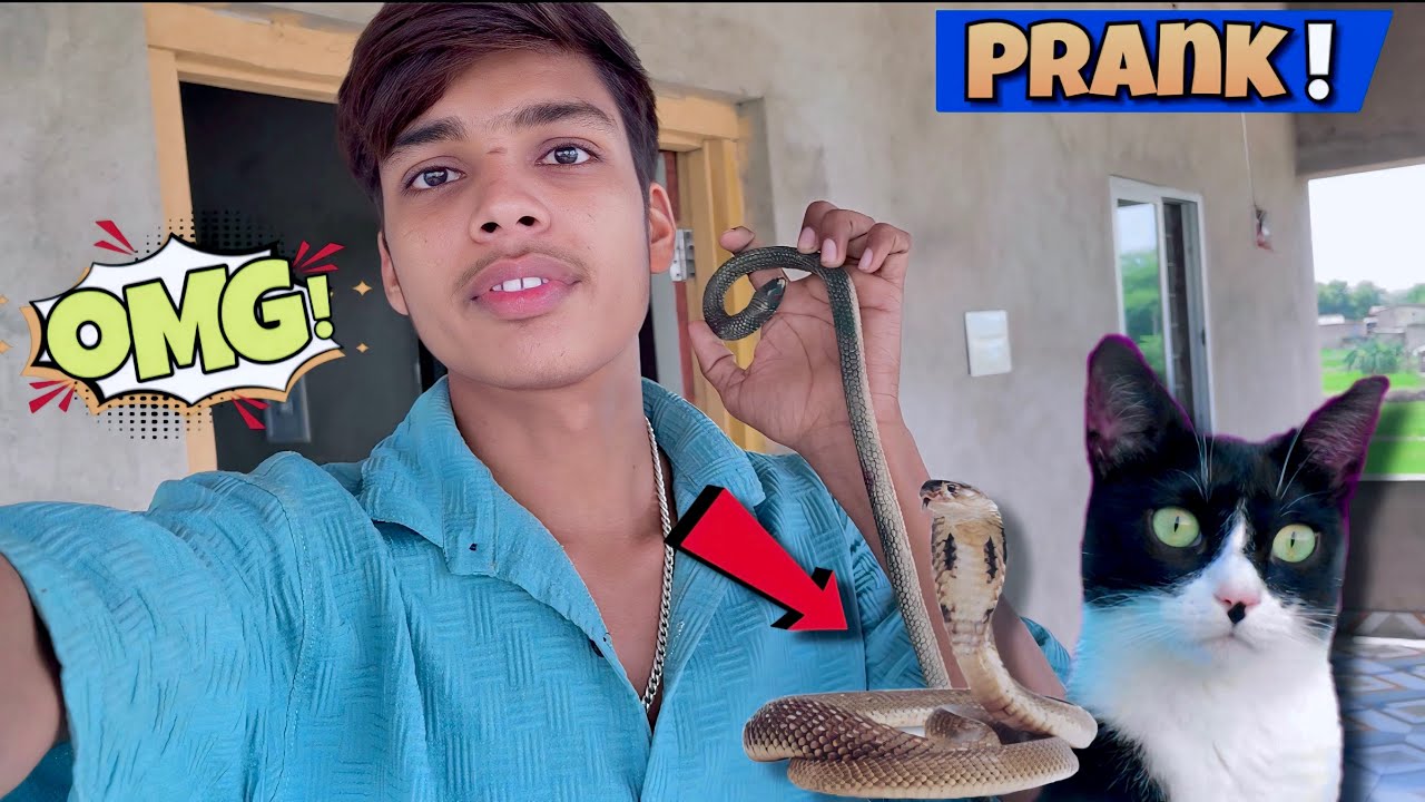 Billi ke sath prank😻. 