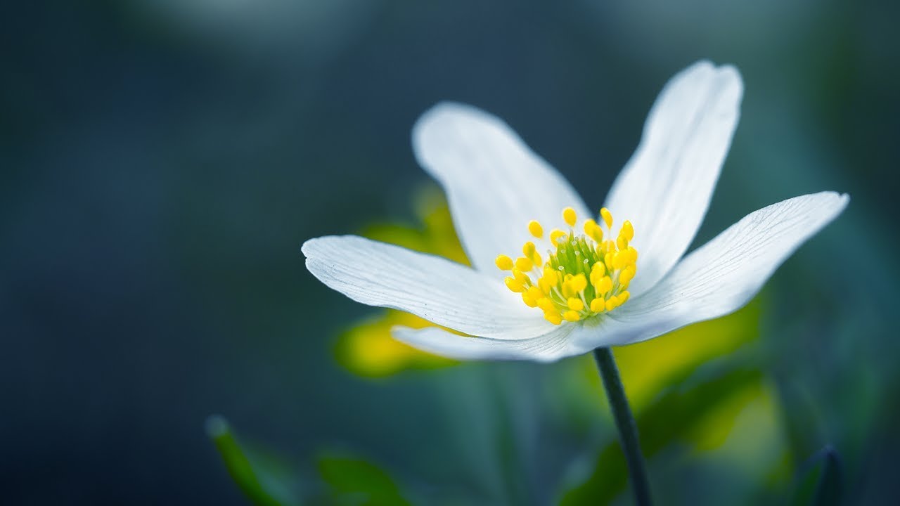 Micro Four Thirds против полного кадра в макросъемке