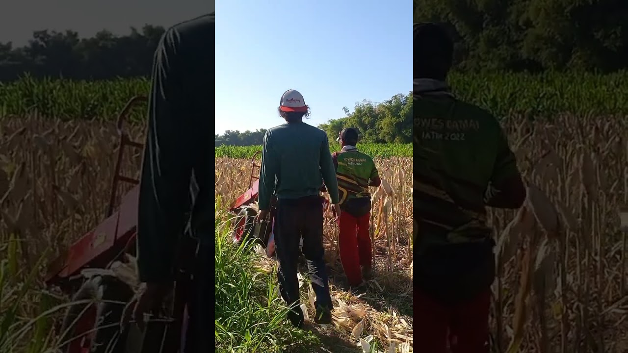 MESIN PANEN JAGUNG DAN KUPAS KULIT (KLOBOT)