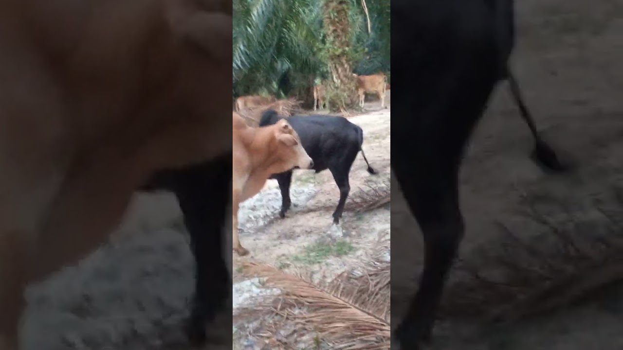 POV:110226 23syab1447H ROS minta NGO2 komiti kejahatan setempat hantar laporan kewangan/ kejahatan 