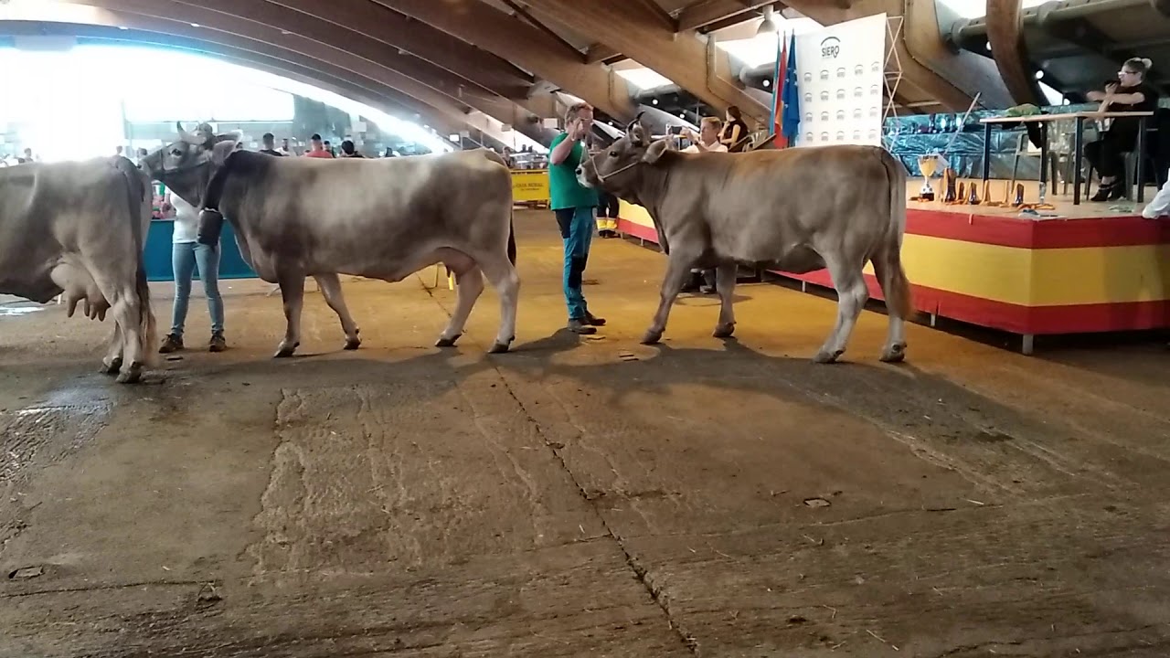 Parda de montaña, campeonato de vaca Pola de Siero 2019