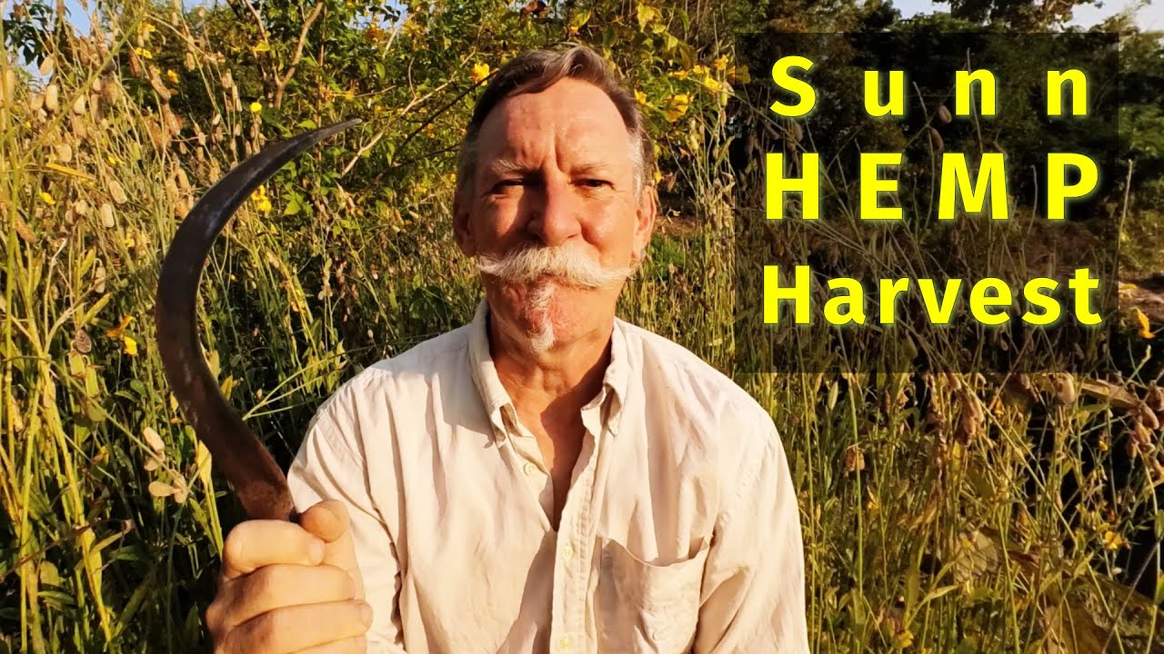 Урожай конопли Sunn 2024