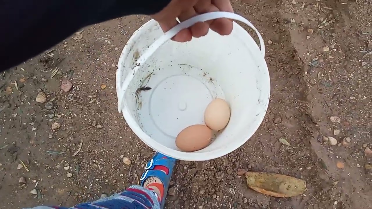 3 yumurta aldım 🥚 Hava 17 derece 3 yumurta nasıl alabiliriz ? #Bölüm7