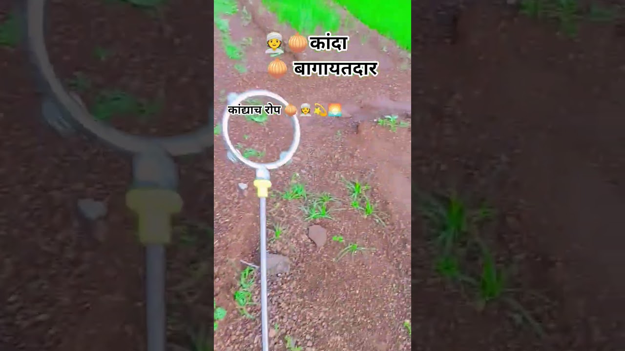 #kanda #farming #kisan 🧅🧅👳💫🚜
