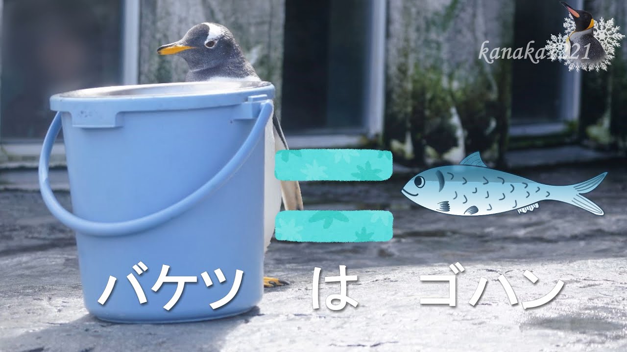 旭山動物園 仔ペンギン 覚えたよ！バケツはゴハン！