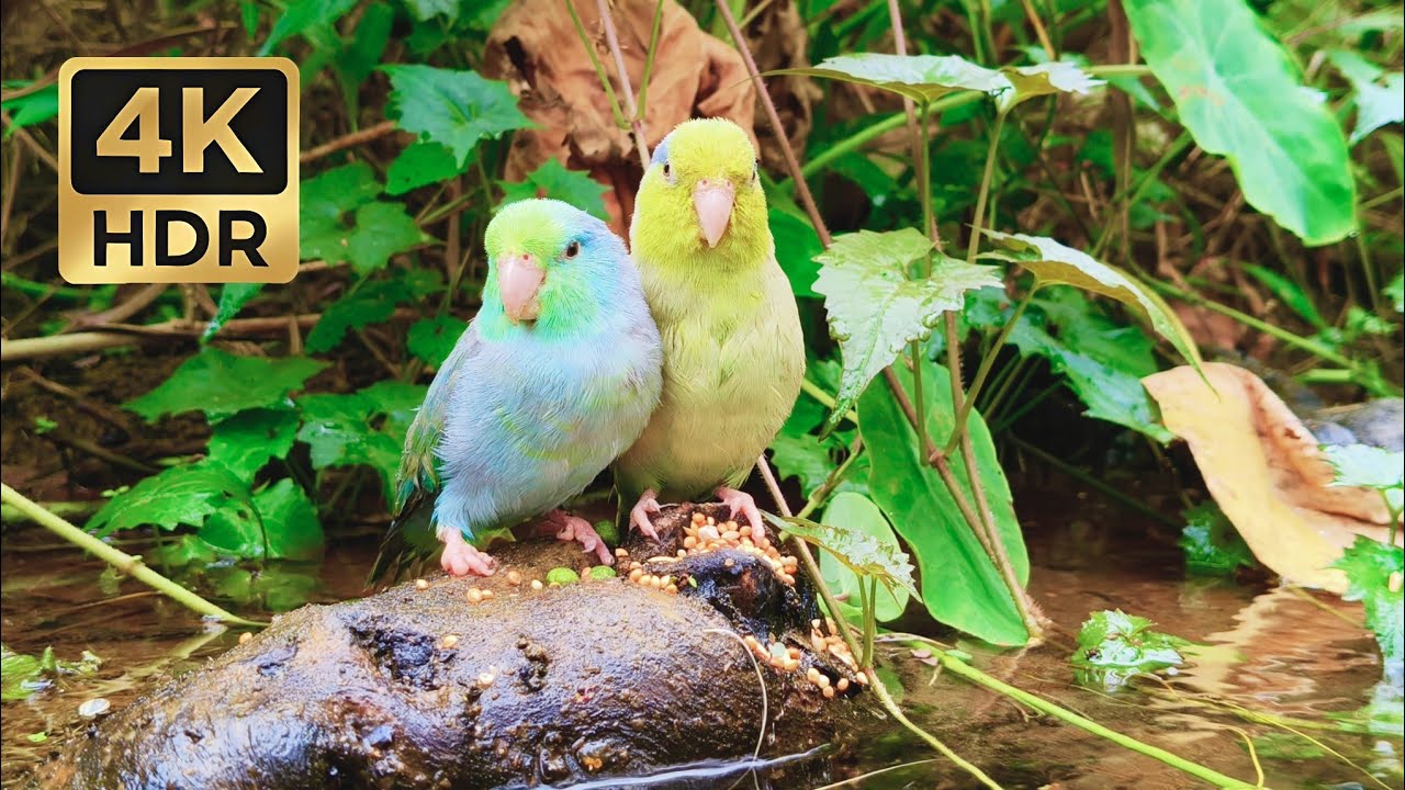 Their Tiny Private Island: Pacific Parrotlets by the River | 1 Hour Relaxing Nature Sounds