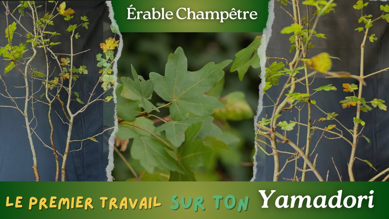 YAMADORI BONSAÏ 🌳 ÉRABLE CHAMPÊTRE          Par Quoi Commencer 🤔