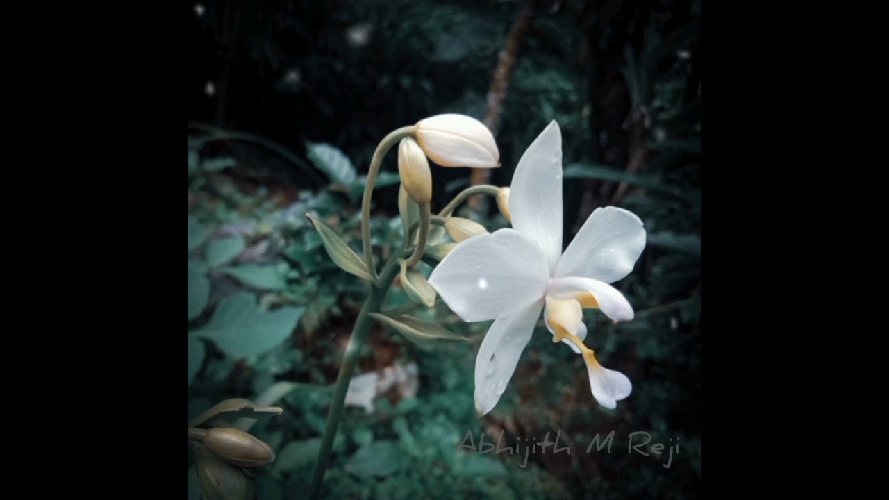 Kerala Photography 📸 #watsappstatus #kerala #art #idukki #photography#malayalam