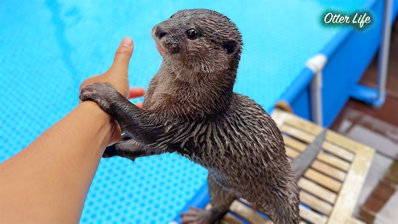 あの巨大プールをプレゼントしたら、またもやテンションがおかしくなったカワウソがこちらです Funny Otter vs. Giant Pool: My went CRAZY!
