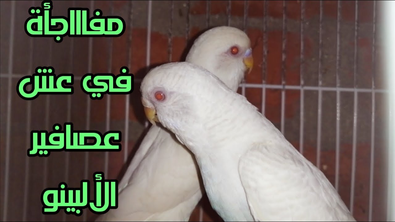 معلومات عن طفرة الالبينو عين حمرا ومتابعة القص اللي معانا وازاي تخلي العصافير تبيض في اسرع وقت.