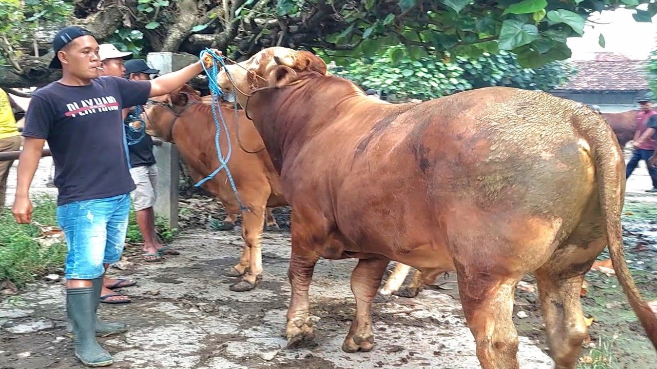 43 JUTA‼️ SAPI JUMBO SUPER GEMUK PASAR SAPI JETIS PONOROGO