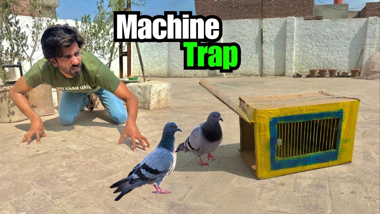 Automatic Pigeon Trap Bana Diya 😃