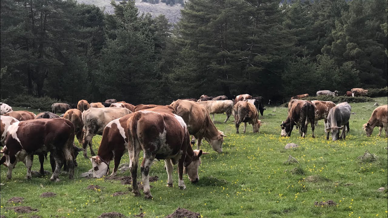 YAZ GELDİ İNEKLERİ DIŞARIYA ÇIKARDIK (kurbanlıklar ve damızlıklar)