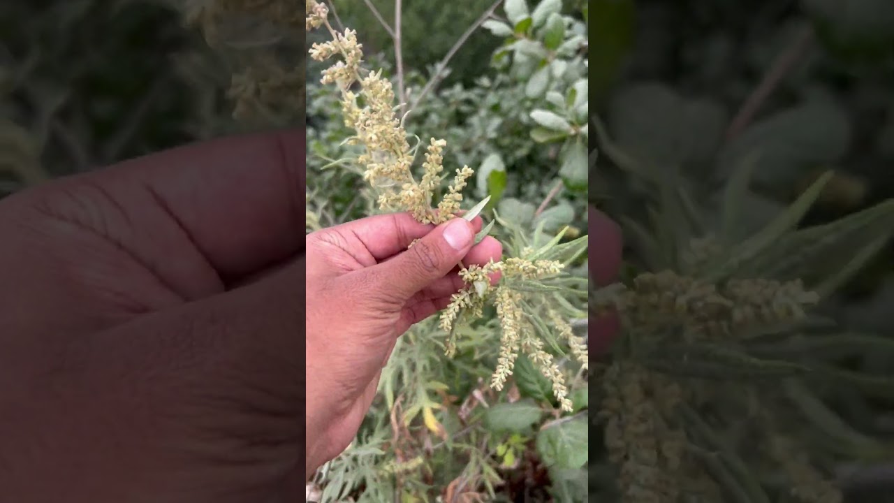 Native Herb: California Mugwort #californianativeplants