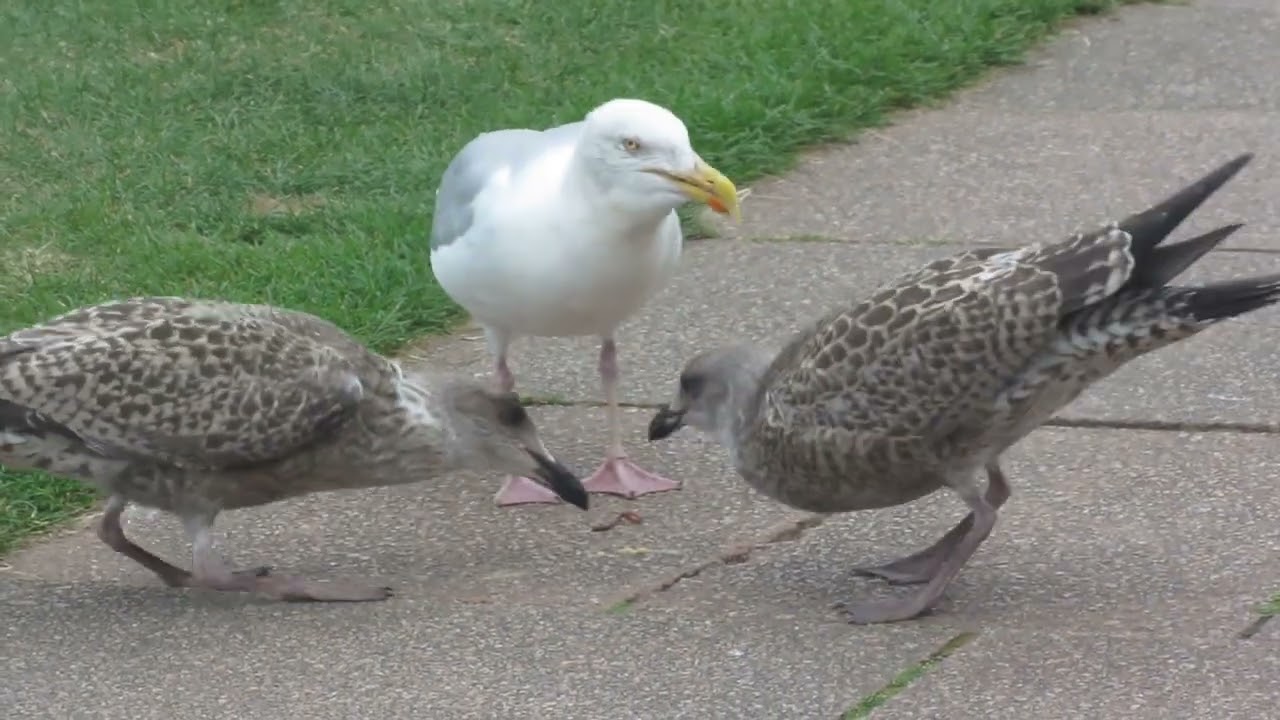 Gull feeding babies, Whitby 10 Aug 13