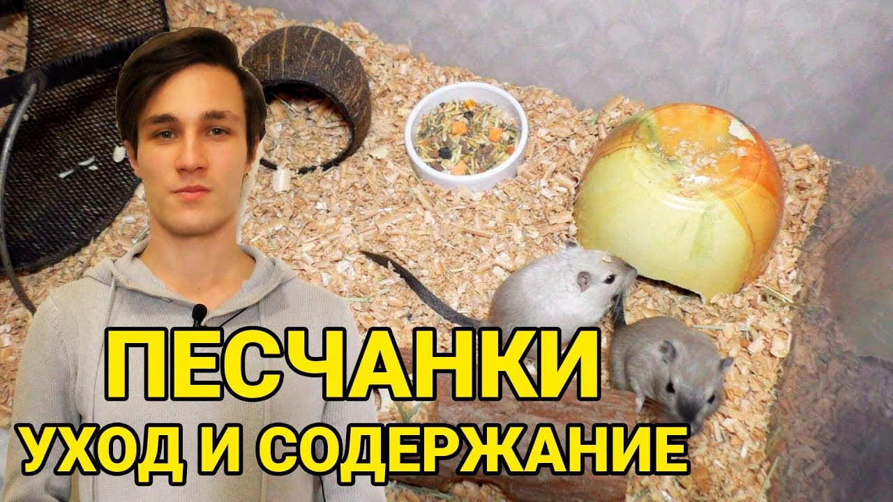Песчанки - уход и содержание. Как ухаживать за песчанкой в домашних условиях. Все о песчанках