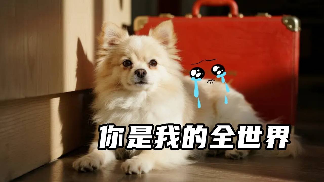 博美偷藏我东西，本想抓现行，看完监控才知道自己错怪它了！！#博美#宠物
