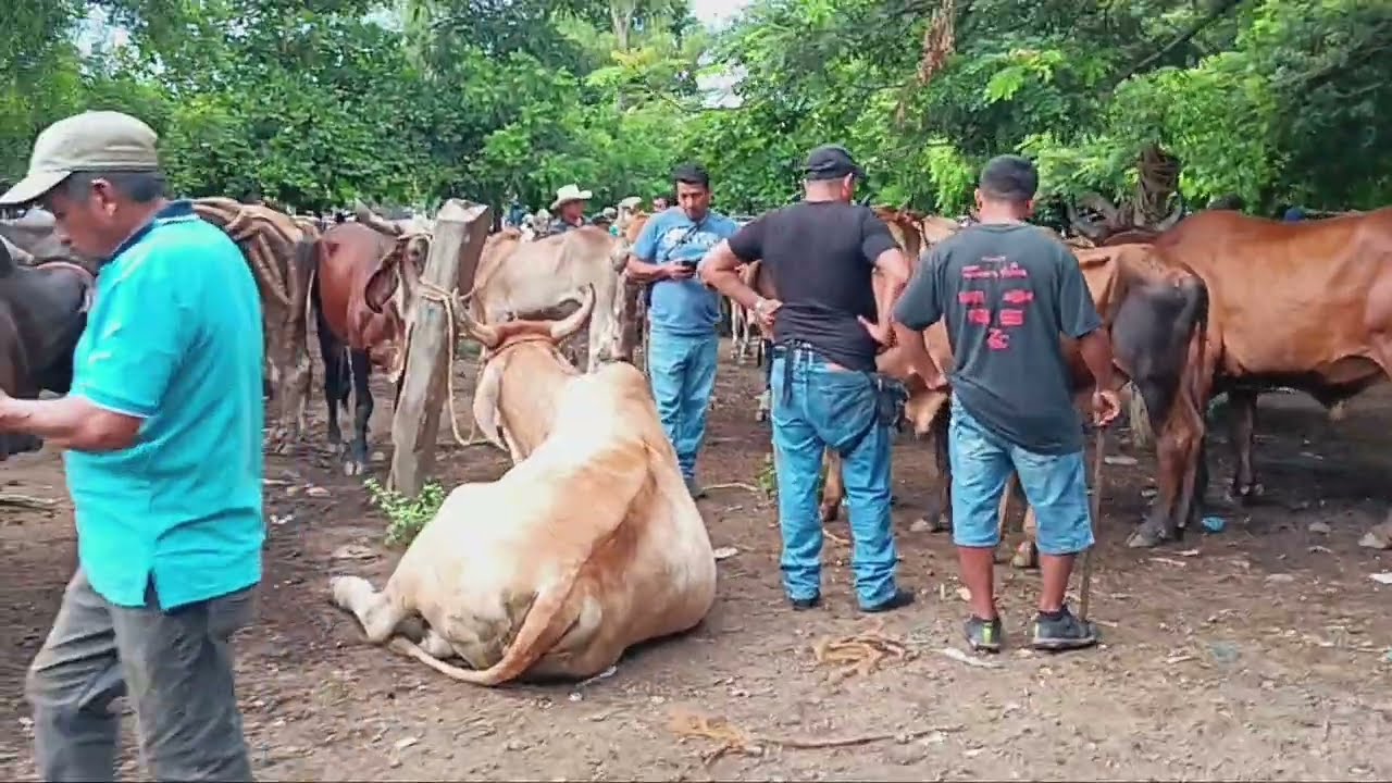 21 de agosto 2025 Lo que llego al tiangues del tránsito san miguel 