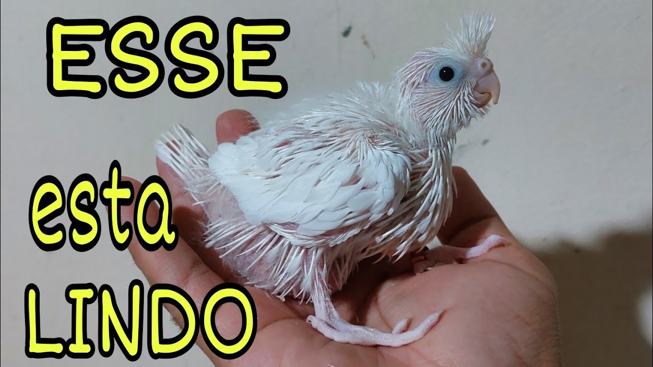 COMO TIRAR A MUTAÇÃO CLEAR.