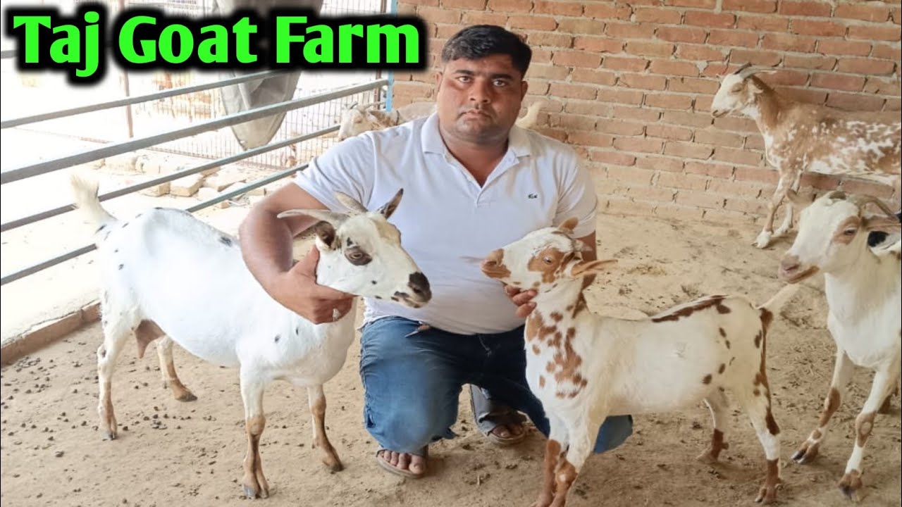 Taj Goat Farm Farha Mathura Up