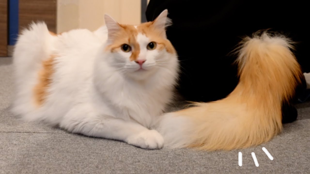 飼い主から自分そっくりの尻尾が生えていた時の猫の反応がこちら...笑