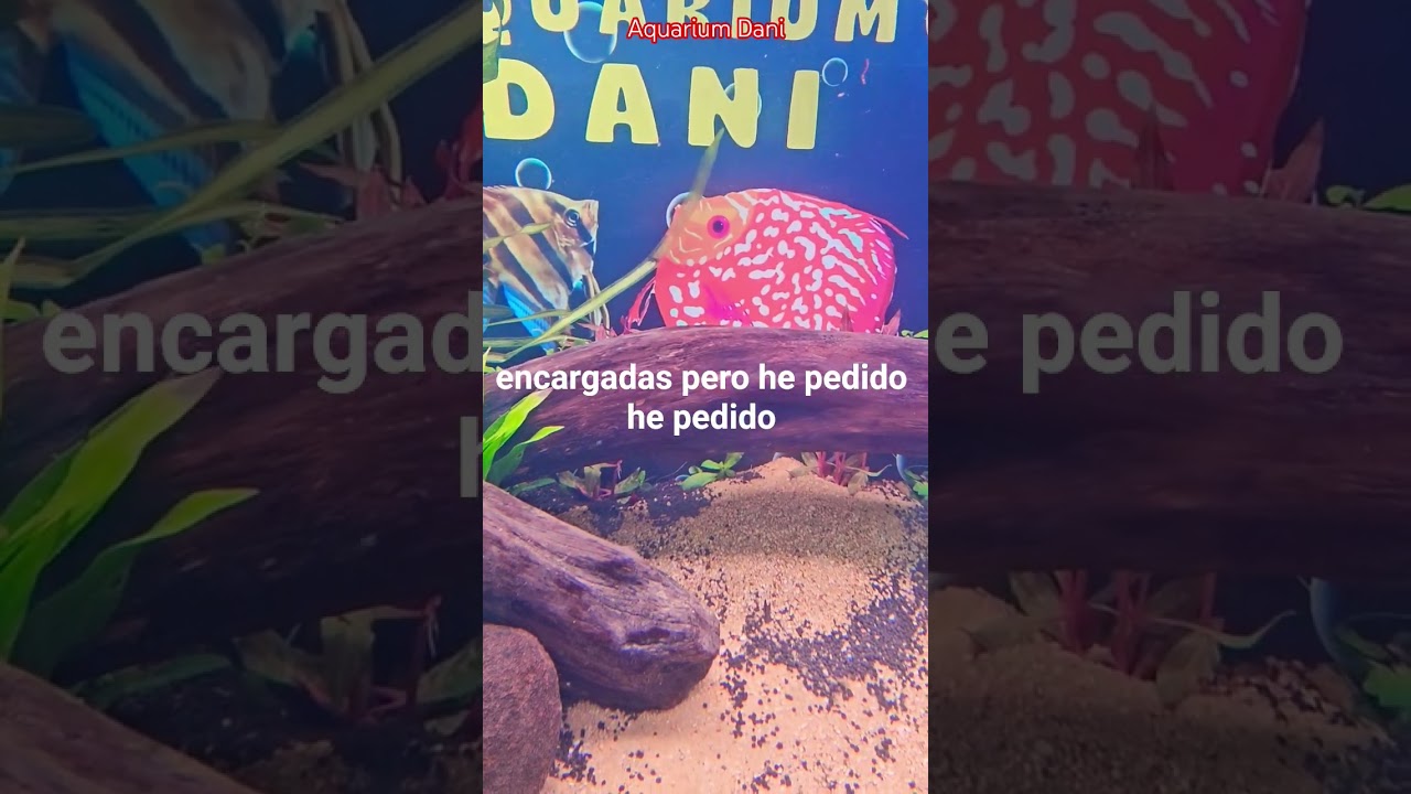 Plantamos el 850 litros. De locos!!! #aquarium #peces