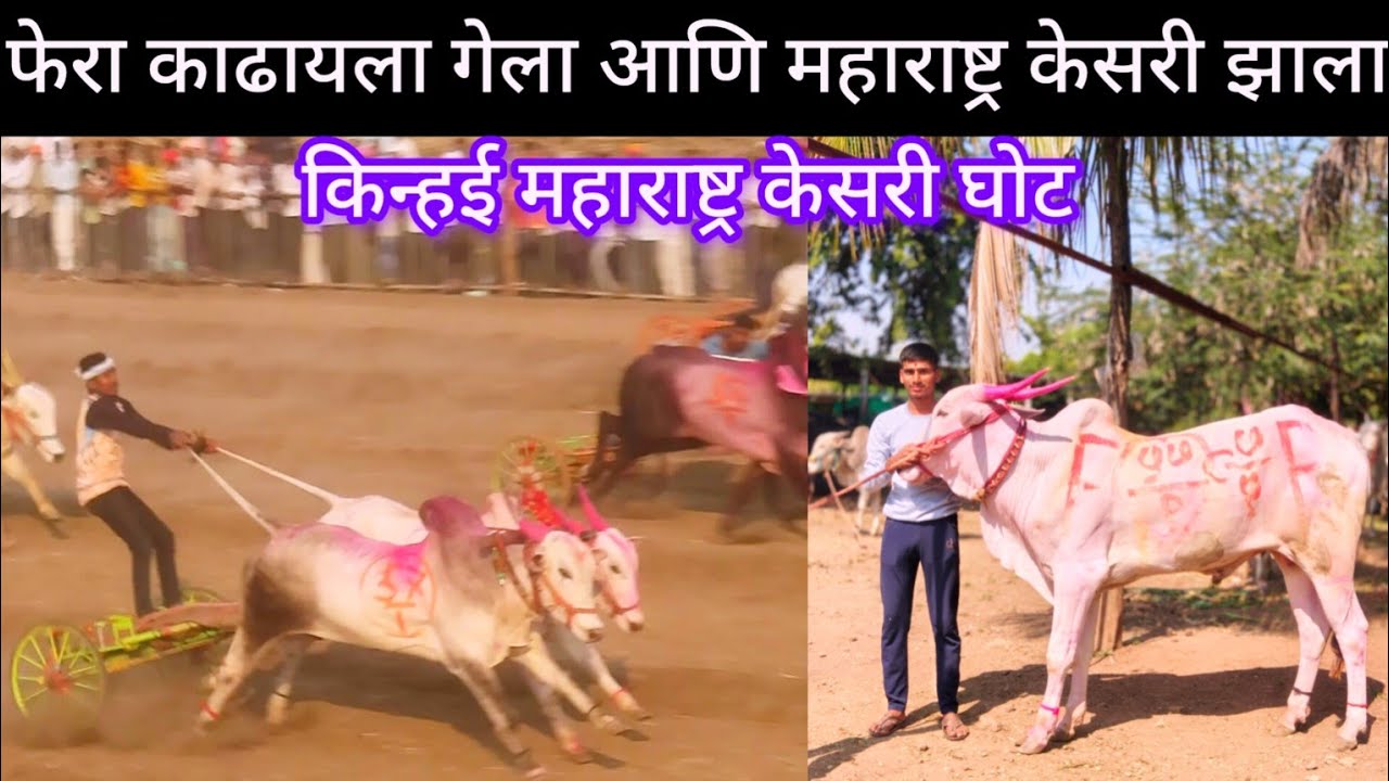 फेरा काढायला गेला आणि महाराष्ट्र केसरी झाला आदत किंग घोट बैल मुलाखत #निसर्गाची_नाळ 